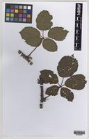 Isoparatype of Rubus ordovicum A.Newton [family ROSACEAE]