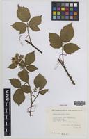 Paratype of Rubus painteri Edees [family ROSACEAE]