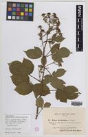 Isolectotype of Rubus pallidisetus Sudre [family ROSACEAE]