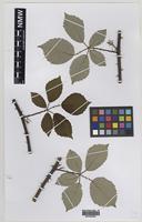 Paratype of Rubus percrispus D.E.Allen & R.D.Randall [family ROSACEAE]