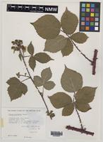 Holotype of Rubus pictorum Edees [family ROSACEAE]