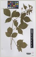 Paratype of Rubus pseudoplinthostylus W.C.R.Watson [family ROSACEAE]