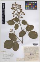 Isolectotype of Rubus surrejanus W.C.Barton & Ridd. [family ROSACEAE]