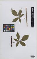 Paratype of Rubus turritus Edees [family ROSACEAE]