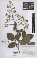 Paratype of Rubus varvicensis Edees [family ROSACEAE]