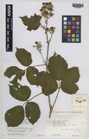 Paratype of Rubus venetorum D.E.Allen [family ROSACEAE]