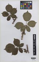 Isotype of Rubus rubristylus W.C.R.Watson [family ROSACEAE]