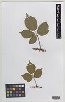 Isolectotype of Rubus rubritinctus W.C.R.Watson [family ROSACEAE]