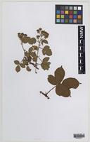 Isosyntype of Rubus subopacus Sudre [family ROSACEAE]