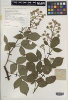 Isotype of Rubus turritus Edees [family ROSACEAE]