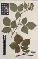 Isotype of Rubus vindomensis D.E. Allen [family ROSACEAE]