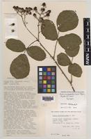 Syntype of Rubus mucronatoides Ley ex. W.M.Rogers [family ROSACEAE]