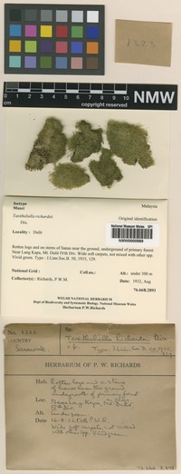 Isotype of Taxitheliella richardsii Dixon [family FABRONIACEAE]