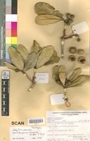 Paratype of Pittosporum tanianum Veilllon & Tirel [family PITTOSPORACEAE]