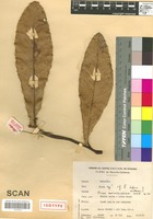 Isotype of Ficus microtophora Corner [family MORACEAE]
