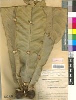 Isotype of Ficus otophoroides Corner [family MORACEAE]