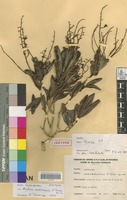 Isotype of Arytera nekorensis H.Turner [family SAPINDACEAE]