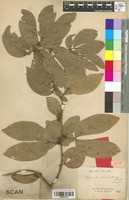 Isotype of Cynometra neocaledonica Guillaumin [family FABACEAE]