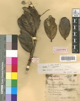 Isotype of Oxera crassifolia Virot [family LAMIACEAE]