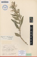 Paratype of Polygonum chlorochryseum M.M.Ivanova [family POLYGONACEAE]
