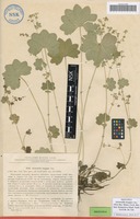 Isotype of Alchemilla longipes Juz. [family ROSACEAE]