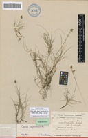 Paratype of Carex sajanensis V.I.Krecz. [family CYPERACEAE]