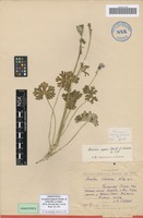 Paratype of Aconitum popovii Steinb. & Schischk. ex Sipliv. [family RANUNCULACEAE]