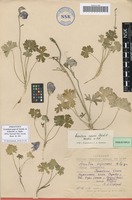 Paratype of Aconitum popovii Steinb. & Schischk. ex Sipliv. [family RANUNCULACEAE]