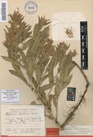 Holotype of Polygonum chlorochryseum M.M.Ivanova [family POLYGONACEAE]