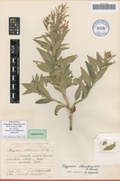 Paratype of Polygonum chlorochryseum M.M.Ivanova [family POLYGONACEAE]