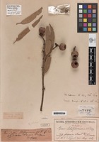Holotype of Eucalyptus cliftoniana W.Fitzg. [family MYRTACEAE]