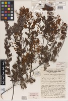 Holotype of Acacia chinchillensis Tindale [family FABACEAE]