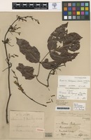 Type of Tecoma baileyana Maiden & R.T.Baker [family BIGNONIACEAE]