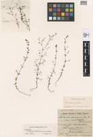 Syntype of Galium parisiense [family RUBIACEAE]