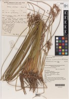 Holotype of Juncus ochrocoleus L.A.S.Johnson [family JUNCACEAE]