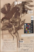 Holotype of Eucalyptus orgadophila Maiden & Blakely [family MYRTACEAE]