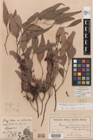 Lectotype of Eucalyptus conica H.Deane & Maiden [family MYRTACEAE]