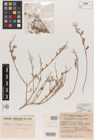 Isotype of Chenopodium hubbardii Aellen [family CHENOPODIACEAE]