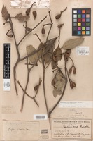 Holotype of Eucalyptus pimpiniana Maiden [family MYRTACEAE]