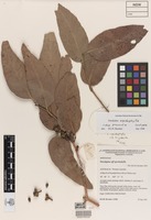 Isotype of Eucalyptus apodophylla subsp. provecta Brooker & Kleinig [family MYRTACEAE]
