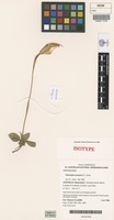 Isotype of Pterostylis anatona D.L.Jones [family ORCHIDACEAE]