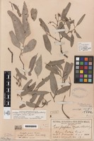 Lectotype of Eucalyptus perplexa Maiden & Blakely [family MYRTACEAE]