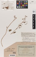 Type of Chenopodium triangulare [family CHENOPODIACEAE]