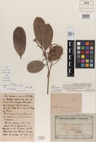 Isolectotype of Nephelium beckleri Benth. [family SAPINDACEAE]