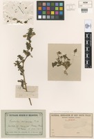Syntype of Amaranthus macrocarpus Benth. [family AMARANTHACEAE]