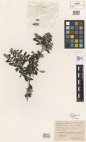 Isotype of Pomaderris pauciflora N.A.Wakef. [family RHAMNACEAE]