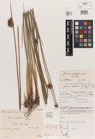 Holotype of Juncus astreptus L.A.S.Johnson [family JUNCACEAE]