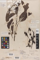 Isotype of Eucalyptus baileyana F.Muell. [family MYRTACEAE]