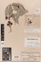 Holotype of Eucalyptus saligna var. protrusa Blakely & McKie [family MYRTACEAE]