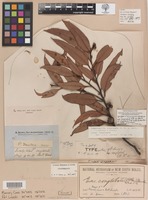 Syntype of Eucalyptus dumosa var. conglobata R.Br. ex Benth. [family MYRTACEAE]